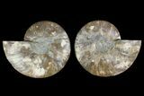 Agatized Ammonite Fossil - Madagascar #135272-1